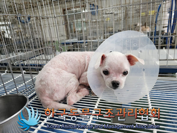 한국동물구조관리협회_441406202300788